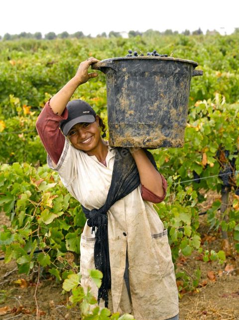 Femme faisant les Vendanges dans la région de Grombalia