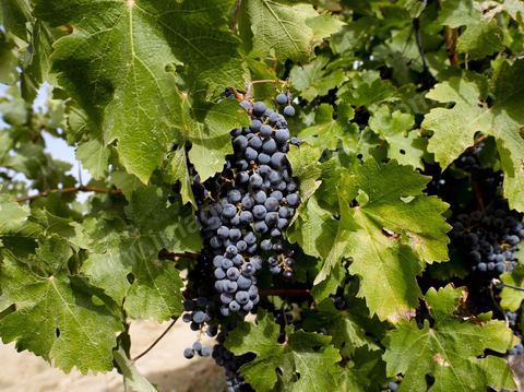 Grappe de raisins durant les Vendanges dans la région de Grombalia