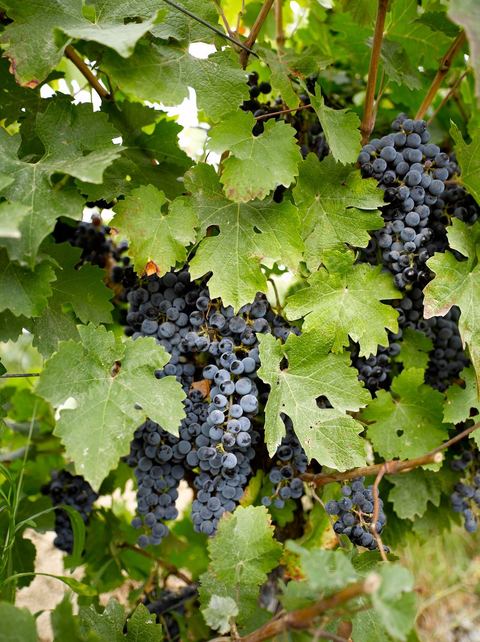 Grappe de raisins durant les Vendanges dans la région de Grombalia