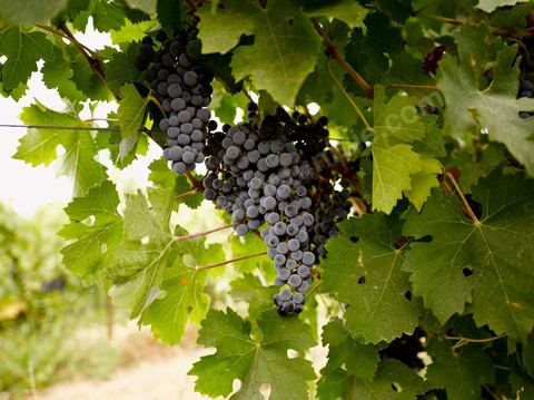 Grappe de raisins durant les Vendanges dans la région de Grombalia