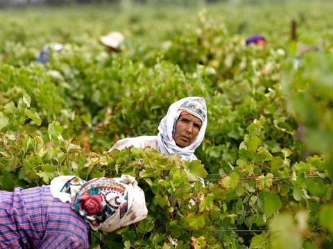 Femmes faisant les Vendanges dans la région de Grombalia