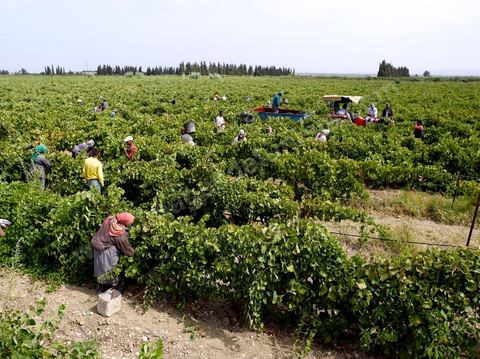 Vue générale des Vendanges dans la région de Grombalia