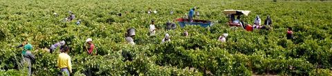 Vue générale des Vendanges dans la région de Grombalia