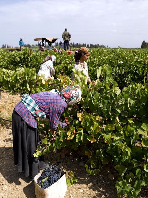 Femmes faisant les Vendanges dans la région de Grombalia