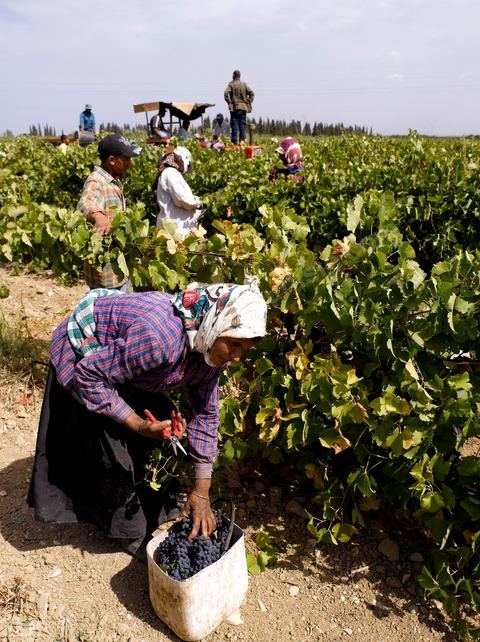 Femmes faisant les Vendanges dans la région de Grombalia