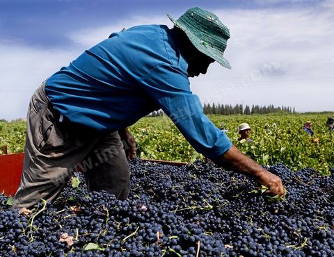 Homme traint le raisin sur tracteur dans les vignes pendant les Vendanges dans la région de Grombalia