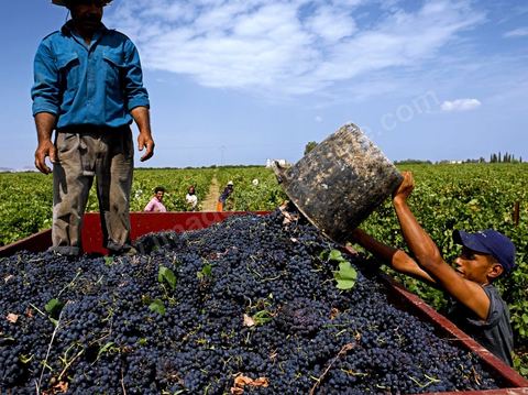 Homme traint le raisin sur tracteur dans les vignes pendant les Vendanges dans la région de Grombalia