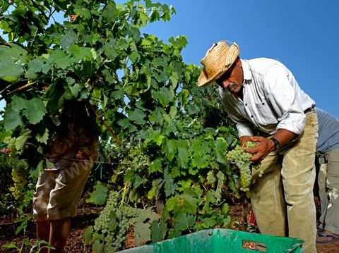 homme pendant les vendanges au domaine de Kelibia, vendangeurs ramassant les grappes de raisins blanc pour cuvée Kélibia 2009 au coeur des vignes
