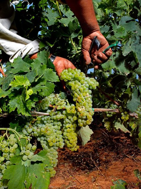 homme pendant les vendanges au domaine de Kelibia, vendangeurs ramassant les grappes de raisins blanc pour cuvée Kélibia 2009 au coeur des vignes