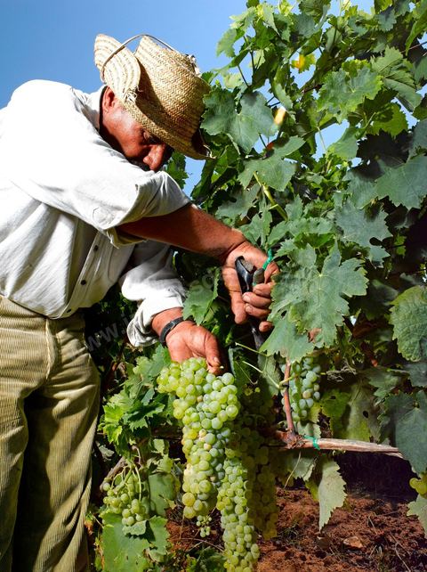 homme pendant les vendanges au domaine de Kelibia, vendangeurs ramassant les grappes de raisins blanc pour cuvée Kélibia 2009 au coeur des vignes