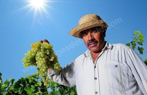 homme pendant les vendanges au domaine de Kelibia, vendangeurs avec grappe de raisins blanc pour cuvée Kélibia 2009 au coeur des vignes