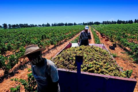 Vendanges au domaine de Kelibia