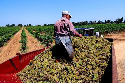 Vendanges au domaine de Kelibia