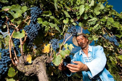 homme pendant les vendanges au domaine de Magon, vendangeurs ramassant les grappes de raisins rouge pour cuvée 2009 au coeur des vignes