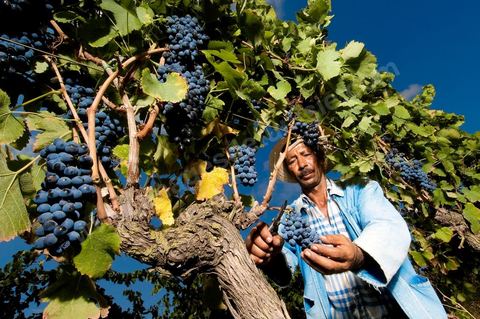 homme pendant les vendanges au domaine de Magon, vendangeurs ramassant les grappes de raisins rouge pour cuvée 2009 au coeur des vignes