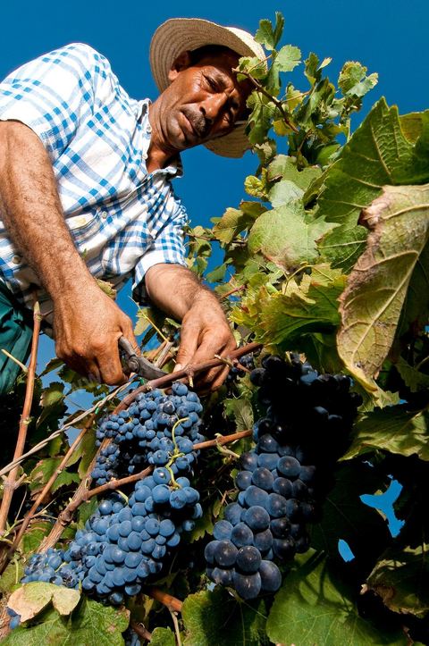 homme pendant les vendanges au domaine de Magon, vendangeurs ramassant les grappes de raisins rouge pour cuvée 2009 au coeur des vignes