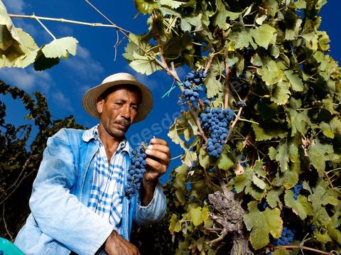 homme pendant les vendanges au domaine de Magon, vendangeurs ramassant les grappes de raisins rouge pour cuvée 2009 au coeur des vignes
