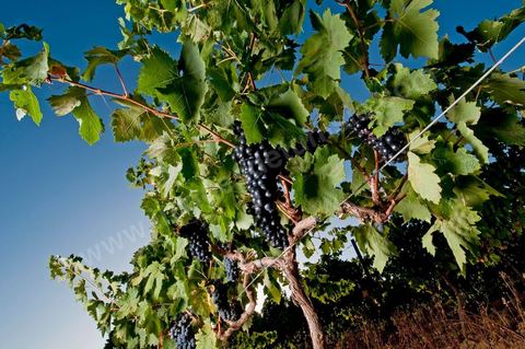 Grappes de raisins et vignes pendant les vendanges dans le domaine de Tekelsa dans la région du Cap Bon