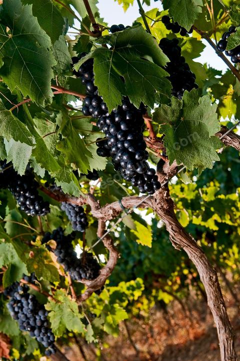 Grappes de raisins et vignes pendant les vendanges dans le domaine de Tekelsa dans la région du Cap Bon