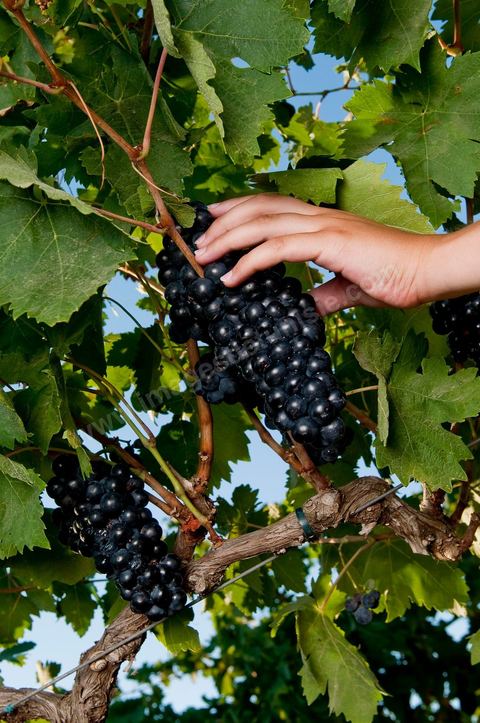 femme faisant les vendanges. Grappes de raisins et vignes pendant les vendanges dans le domaine de Tekelsa dans la région du Cap Bon