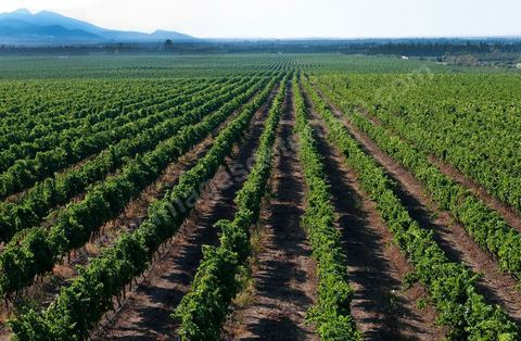 Vignes et raisins du domaine Magon 