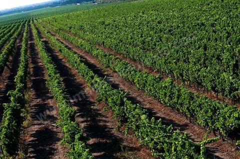 Vignes et raisins du domaine Magon 