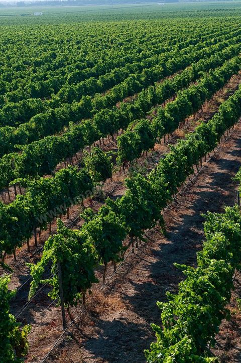 Vignes et raisins du domaine Magon 