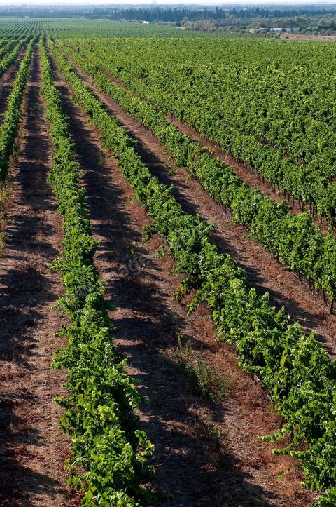 Vignes et raisins du domaine Magon 