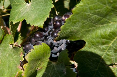 Vignes et raisins du domaine Magon 