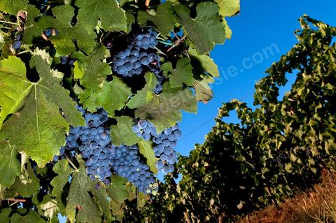 Vignes et raisins du domaine Magon 