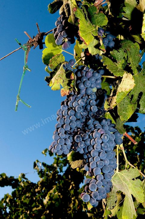 Vignes et raisins du domaine Magon 