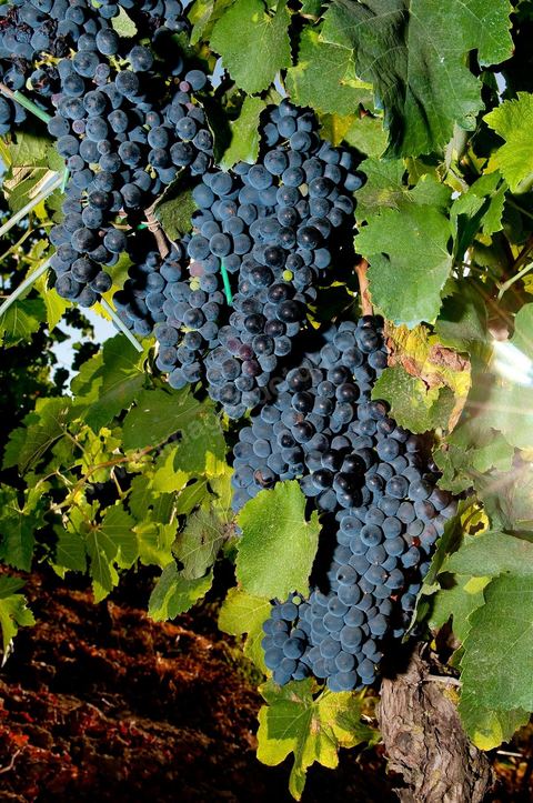Vignes et raisins du domaine Magon 