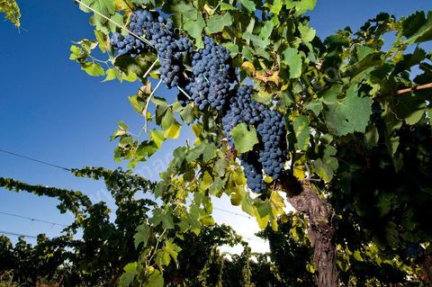 Vignes et raisins du domaine Magon 