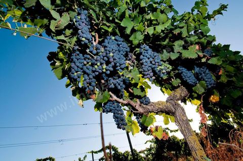 Vignes et raisins du domaine Magon 