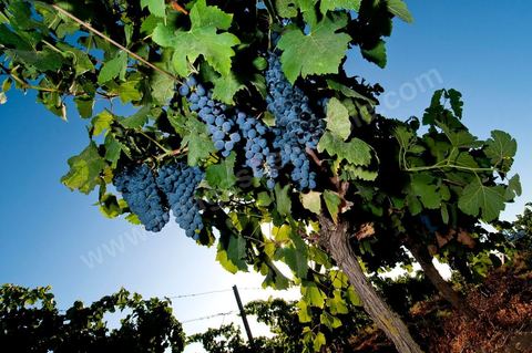 Vignes et raisins du domaine Magon 