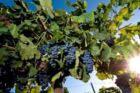Vignes et raisins du domaine Magon 