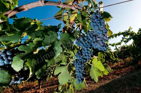 Vignes et raisins du domaine Magon 