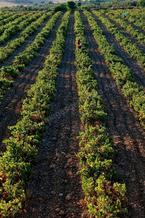 Vignes et raisins du domaine Magon 