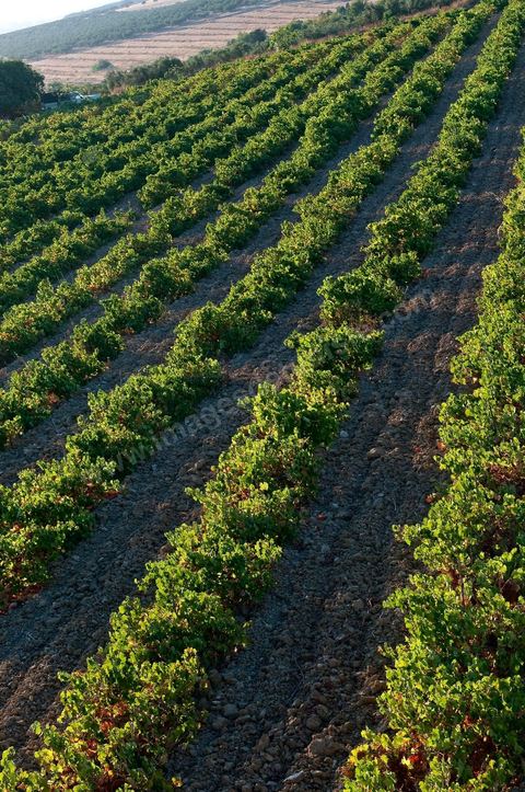 Vignes et raisins du domaine Magon 