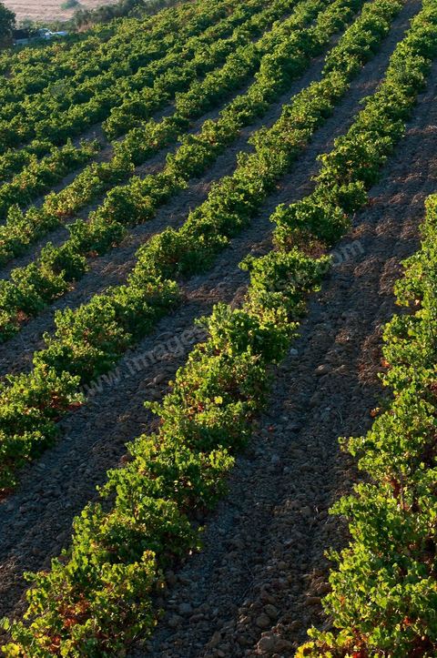 Vignes et raisins du domaine Magon 