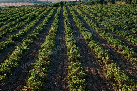 Vignes et raisins du domaine Magon 