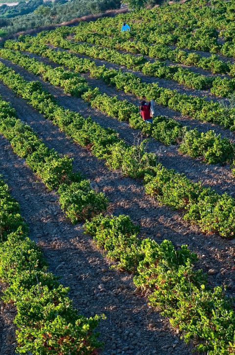 Vignes et raisins du domaine Magon 