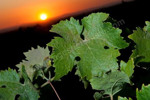 Vignes et raisins du domaine Magon 