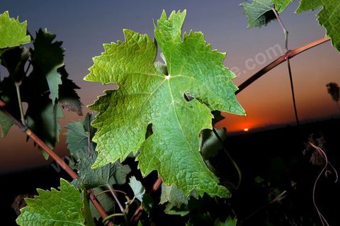 Vignes et raisins du domaine Magon 