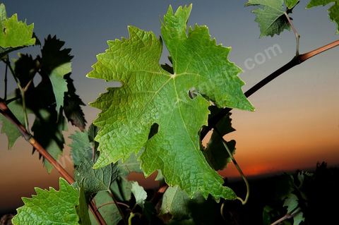 Vignes et raisins du domaine Magon 