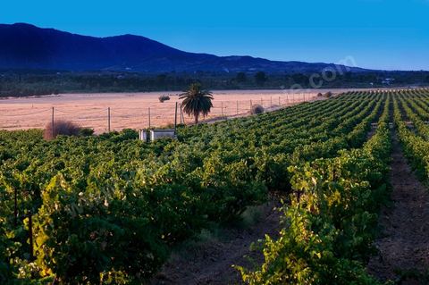 Vignes dans le domaine viticole Château La Reine Elissa à Tekelsa au Cap Bon - juillet 2009