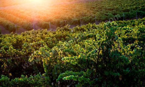 Vignes dans le domaine viticole Château La Reine Elissa à Tekelsa au Cap Bon - juillet 2009