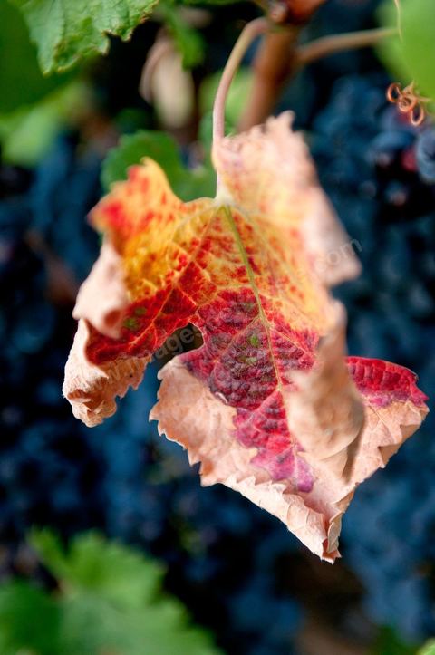 Vignes dans le domaine viticole Château La Reine Elissa à Tekelsa au Cap Bon - juillet 2009