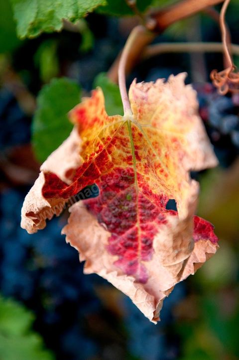 Vignes dans le domaine viticole Château La Reine Elissa à Tekelsa au Cap Bon - juillet 2009