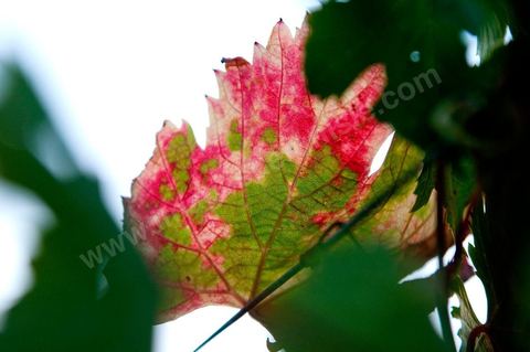 Vignes dans le domaine viticole Château La Reine Elissa à Tekelsa au Cap Bon - juillet 2009